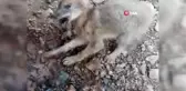 Yavru kurda can suyu