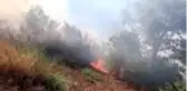 Kula'da çıkan orman yangını kontrol altına alındı