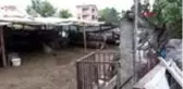 ARNAVUTKÖY'DEKİ KURBANLIK HIRSIZLARI KAMERADA 2