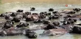 Sıcaktan bunalan mandalar nehirde serinledi