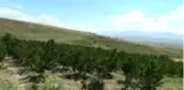 Ahlat'ta kiraz hasadı başladı