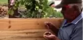 ARDAHAN Serçeleri, çekirdekle besliyor