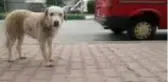 OSMANİYE Trafik kazasında dili kesilen köpek tedavi edildi
