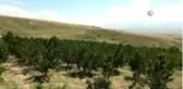 Türkiye'nin en geç kiraz hasadı Ahlat'ta yapılıyor