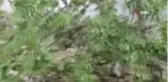 Örtü yangını ormana sıçradı... 3 Hektarlık alana yayılan yangında ağaçlar zarar gördü