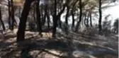 Çanakkale'de orman yangını çıktı (2)