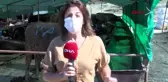 İZMİR Sanal kurban pazarına yoğun ilgi