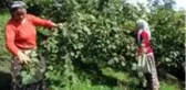 Giresun'da fındık işçisinin günlük yevmiyesi en az 100 lira olacak