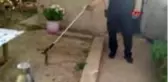Son dakika haberleri... KOCAELİ Tandır içersinde yakalanan 1.5 metrelik yılan doğaya salındı