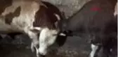 TEKİRDAĞ 1 ton 100 kiloluk 'Tosun' adlı dana 24 bin liraya satıldı