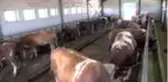 Tonluk tosunlar, alıcılarını bekliyor