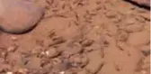 Akbalık yavrularının Munzur Çayı'ndaki yaşam mücadelesi görüntülendi