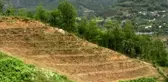 Artvin'de 50 dönüm alanda aronya üretilmesi hedefleniyor