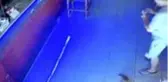 Rusya'da kasadan para çalan kedi suçüstü yakalandı