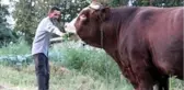 1 ton 800 kilogramlık 'Kocaman' 50 bin liraya alıcısını bekliyor
