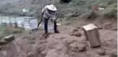 Arı kovanlarına ayı saldırısı