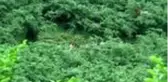 Giresun'un Bulancak ilçesi Semen Yaylası'nda kaybolan Elif her yerde aranıyor