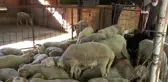 Kurban pazarlığında tokalaşma devri bitti, iple pazarlık başladı