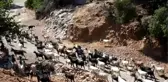 Kurbanlık pazarlığında tokalaşmayı 