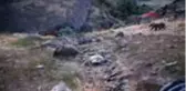 TUNCELİ Tunceli'de boz ayıların beslenme anları görüntülendi