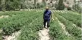 Atıl tarım arazilerini ekonomiye kazandırdılar