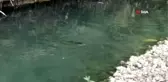 Çan'da balık ölümleri yaşanıyor