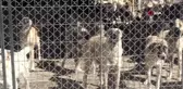 Hayvan barınaklarında korona virüs engeli kalktı