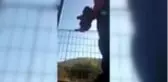 Kuyruğu tel örgülere sıkışan kediyi itfaiye kurtardı