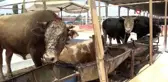 Pandemi kurban satışlarını olumsuz etkiledi