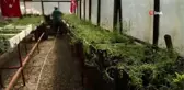 Parasızlıktan lavanta üretimine başlayan belediye 2 milyon lira gelir bekliyor