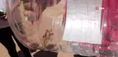 Sivas'ta görülen ve halk arasında et yiyen örümcek olarak bilinen 'Sarı Kız' örümceği vatandaşlarda...