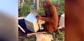 Avustralya'da hayvanat bahçesinde orangutan, 30'uncu yaşını böyle kutladı