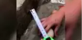 AYDIN Yumurtanın içinden yumurta çıktı