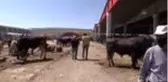 Doğu'nun hayvancılık merkezlerinde Kurban Bayramı yoğunluğu