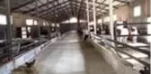 Yılanın soktuğu 700 kiloluk büyükbaş hayvan telef oldu