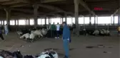 DİYARBAKIR 'Hay-Sağ uygulamasına bakmadan kurbanlık almayın'