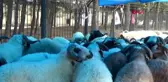 GAZİANTEP Pazarda dikkat çekmek için koyunlarına maske taktı