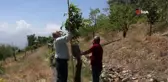 Verimsiz ceviz ağaçları kabuk altı aşısıyla verimli hale getiriliyor