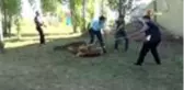 Oltu'da acemi kasaplar iş başında