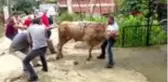 TRABZON Kurbanlık hayvan, boynuzlarından tutan kişiyi savurdu