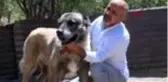SİVAS Kangal köpeği yetiştiricileri çipli takipten memnun