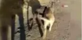 Yavru köpek sürüden ayrılan kuzuyu böyle getirdi