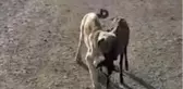 Yavru köpek sürüden ayrılan kuzuyu böyle getirdi