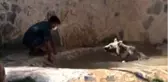 Ayı Silva havuzunda banyo yaptı, vatandaşlar ilgiyle izledi