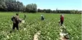 Boş arazisinde tarıma başlayan girişimci anne Iğdırlı kadınların iş umudu oldu