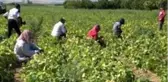 Isparta'nın Garip köyünde yılda 4 bin ton barbunya üretilip milli ekonomiye katkı sağlanıyor
