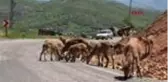Tunceli'de karayoluna inen yaban keçileriyle 'özçekim' yaptılar - 2