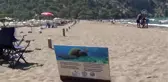 İztuzu Plajı'nda 744 caretta caretta yuvasıyla rekor kırıldı