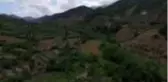 Amanos eteklerinde boz Antep fıstığı hasadı