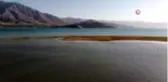 Van Gölü'nde flamingoların eşsiz dansı kamerada